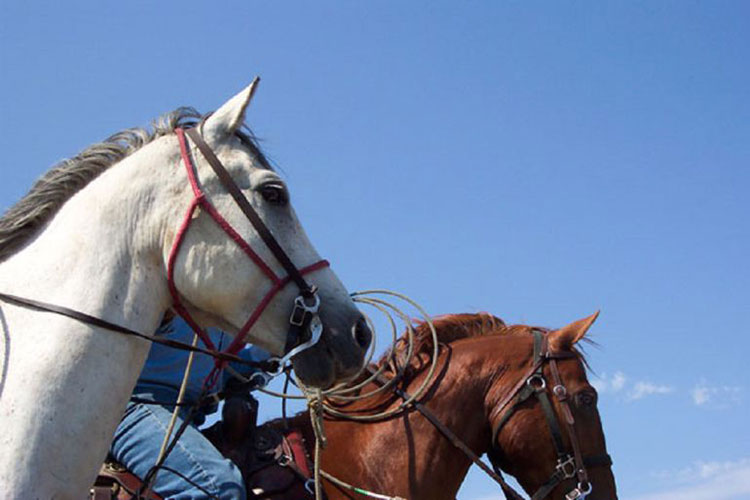 Propone en el Congreso celebrar el “Día del Caballo”