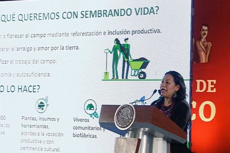 Destina Gobierno federal 24 mmdp a la reforestación del país