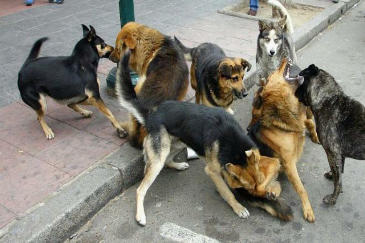 Perros agresivos causan terror en secundaria de Madero
