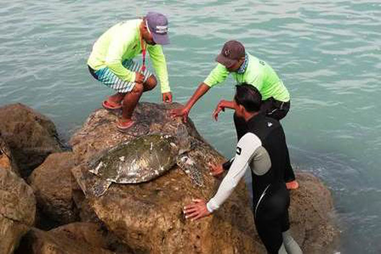 Hallan otra tortuga muerta en Playa Miramar