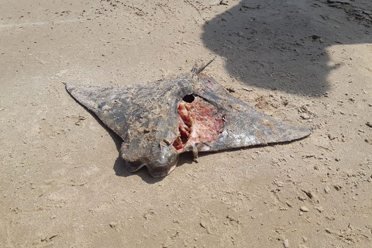 Ahora son once mantarrayas muertas en la playa de Altamira