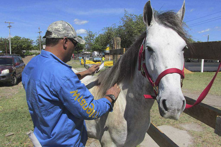 Refuerzan acciones para proteger a caballos del virus VEEO
