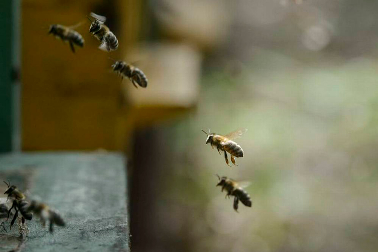Pide PC y Bomberos extremar precauciones con las abejas