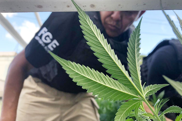 Demandan análisis “profundo” para legalizar cannabis