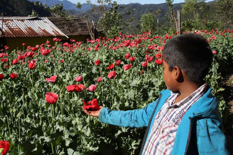 Niños, ‘esclavos’ en plantíos de amapola y mariguana