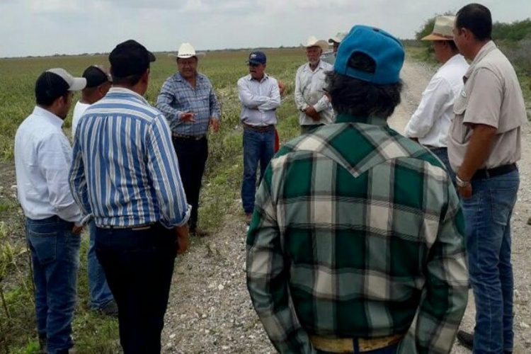 Suman 30 mil hectáreas dañadas por granizo