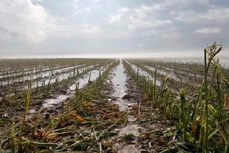 Confirma Desarrollo Rural que disminuirá producción de sorgo