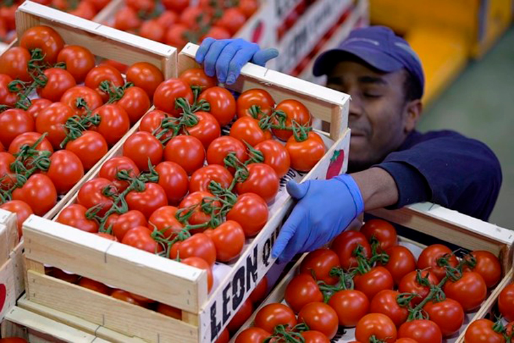 EU aplica a partir de hoy arancel al tomate de exportación