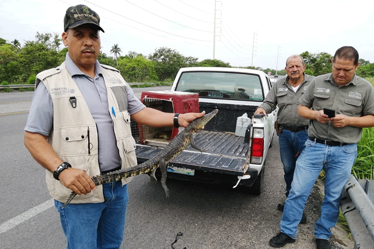 Profepa captura en Tamaulipas tres cocodrilos y los reintegra a su hábitat
