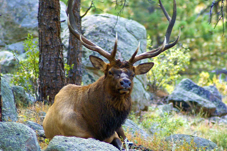 Analizan impacto del “wapití” en la biodiversidad tamaulipeca