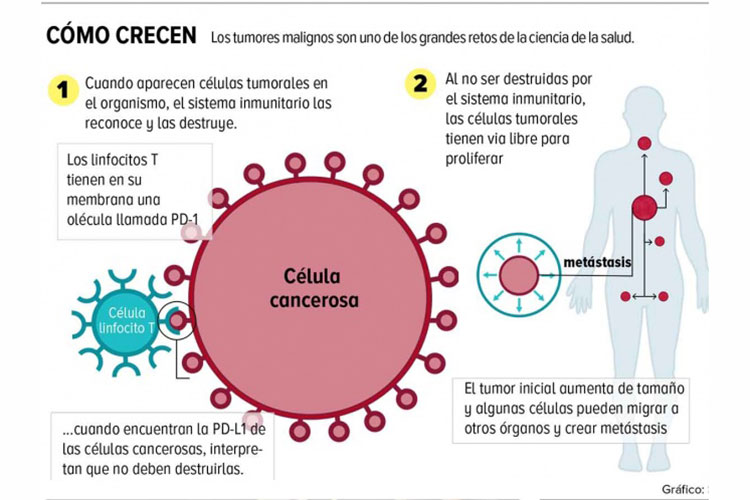 Atacan cáncer desde adentro de células; presentan estudio con ratones