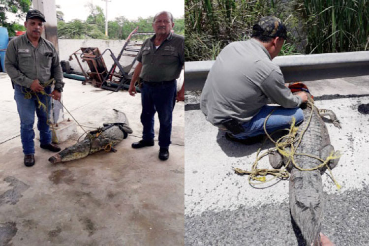 PROFEPA captura dos cocodrilos en Ciudad Madero