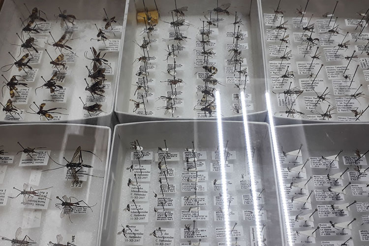 Museo de Insectos de la UAT a la vanguardia científica en México