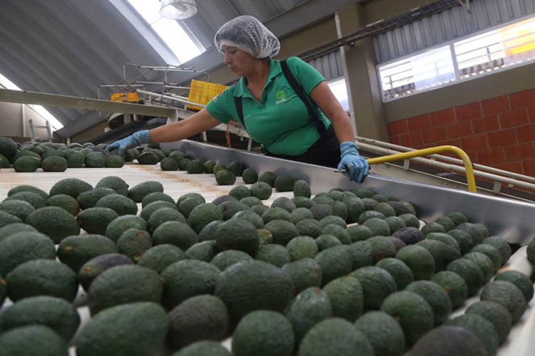 Se desploma 2% la producción nacional de aguacate