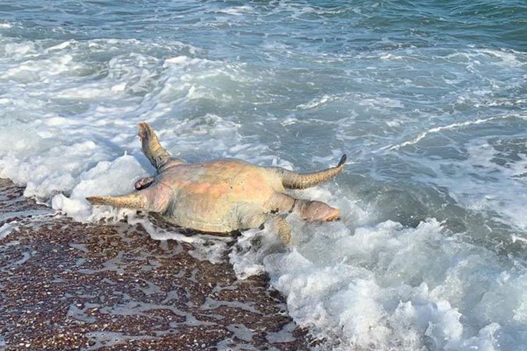 Aparecen animales muertos tras derrame de Grupo México