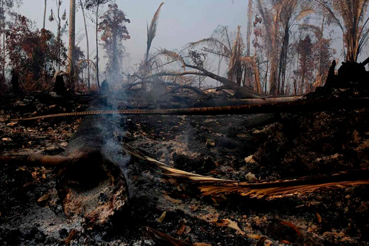 Países ricos donarán 20 mdd para la Amazonia