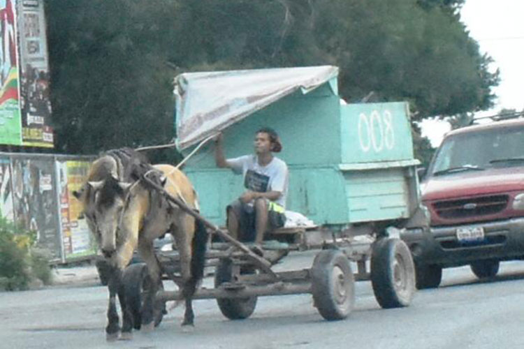 Supervisará Gobierno de Reynosa animales utilizados por carretoneros