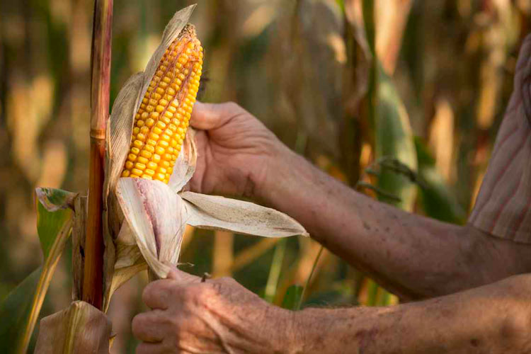 El maíz mexicano, bajo amenaza; importación aumentó 136% en los últimos diez años