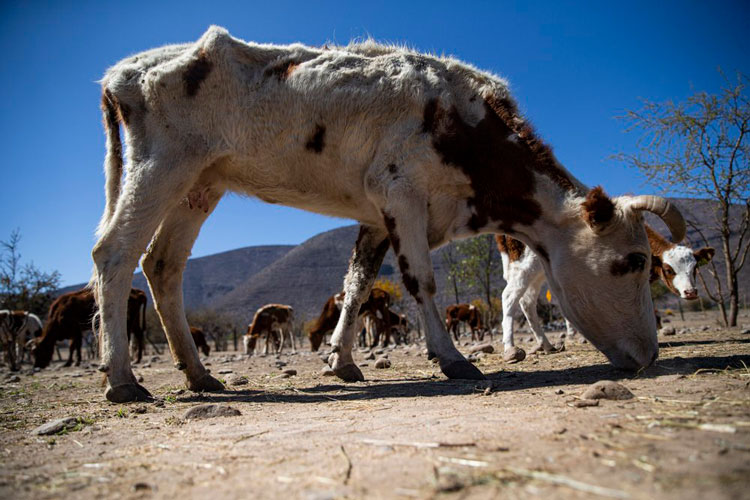 Chile afectado por la peor sequía en más de medio siglo