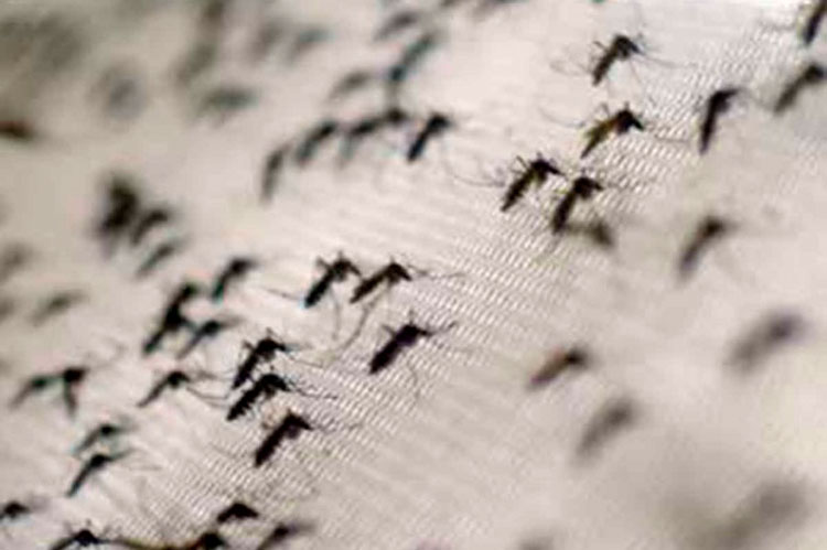 Suman ya 89 muertos por dengue en el país