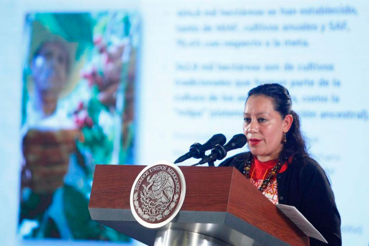 Buscan duplicar apoyos de ‘Sembrando Vida’ para el 2020