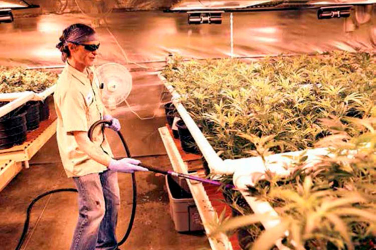 Empresas presionan al Senado por cannabis; cabilderos provocan atorón en el tema