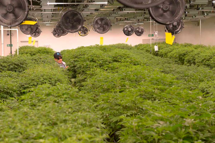 Realiza Uruguay primera exportación de mariguana en AL