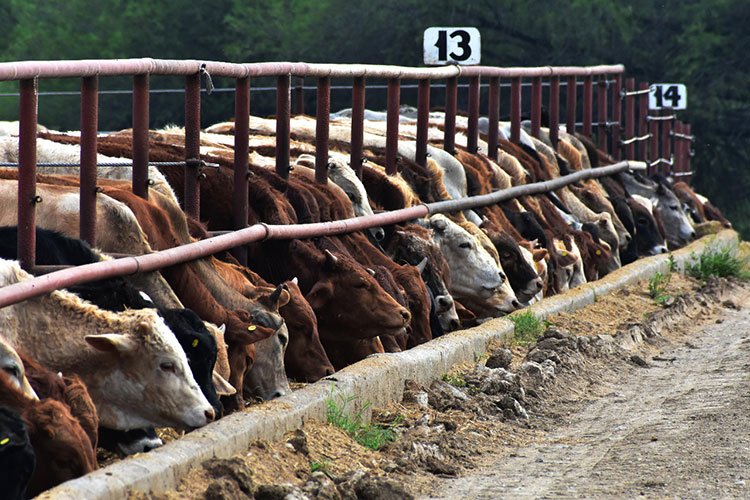 Avanza la exportación de ganado tamaulipeco hacia los Estados Unidos