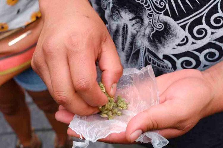 Senado regulará en 2020 uso lúdico de la mariguana