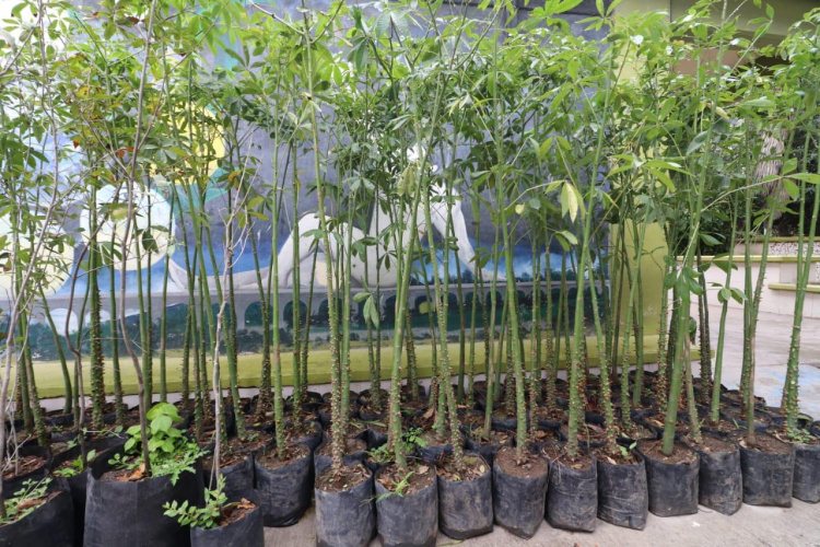 Entrega gobierno de Matamoros 400 árboles a 13 escuelas