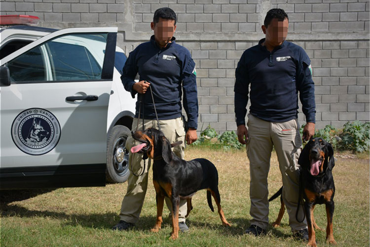 Compra FGJ perros Blodhound para buscar personas desaparecidas