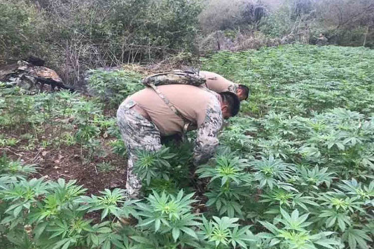 Dan golpe al ‘Mayo’ Zambada en Sinaloa