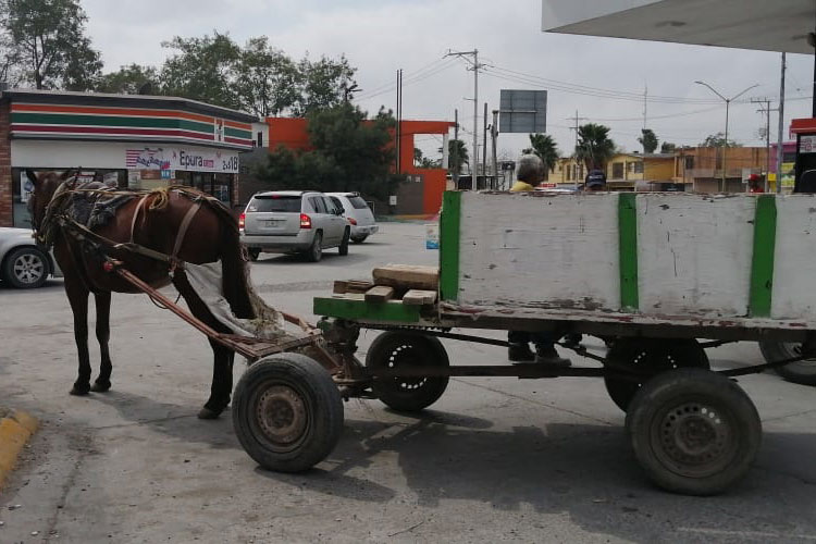 Protege Municipio a animales usados para estirar carretones