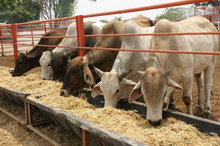 Aporta UAT estudios de plantas forrajeras para la nutrición pecuaria