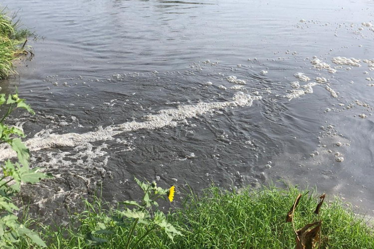 Denuncian que vivales venden pescado que sacan de lagunas contaminadas