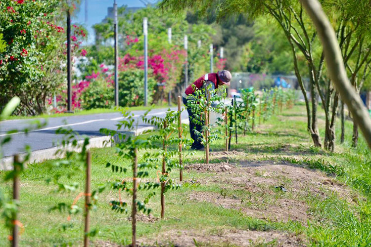 Reforesta Gobierno de Matamoros Paseo del Río