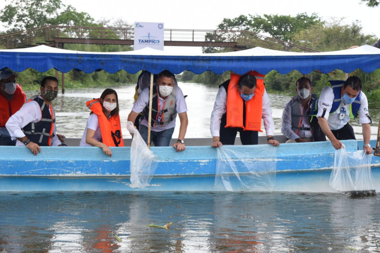 Siembran 30 Mil Alevines en el Sistema Lagunario de Tampico