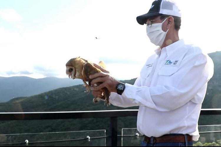 Libera Comisión de Parque y Biodiversidad lechuzas en Camino Real a Tula