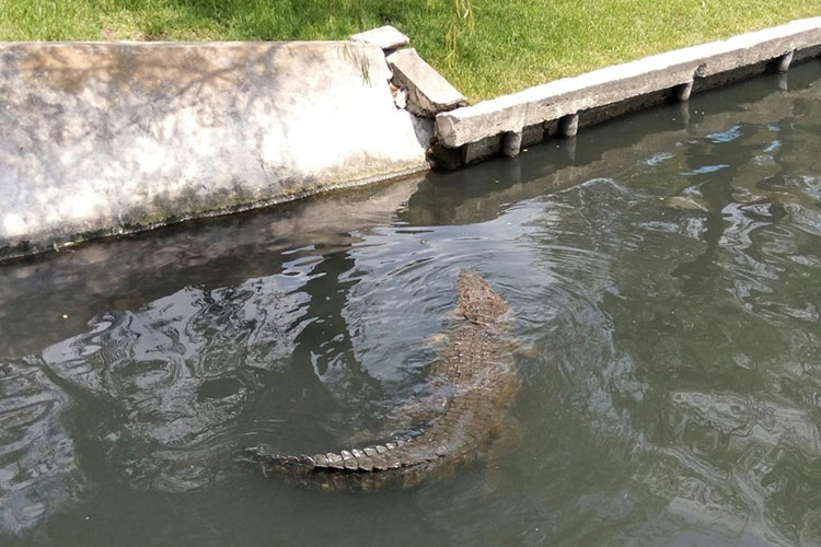 Cocodrilo atacó y mató a una persona en la Laguna del Carpintero