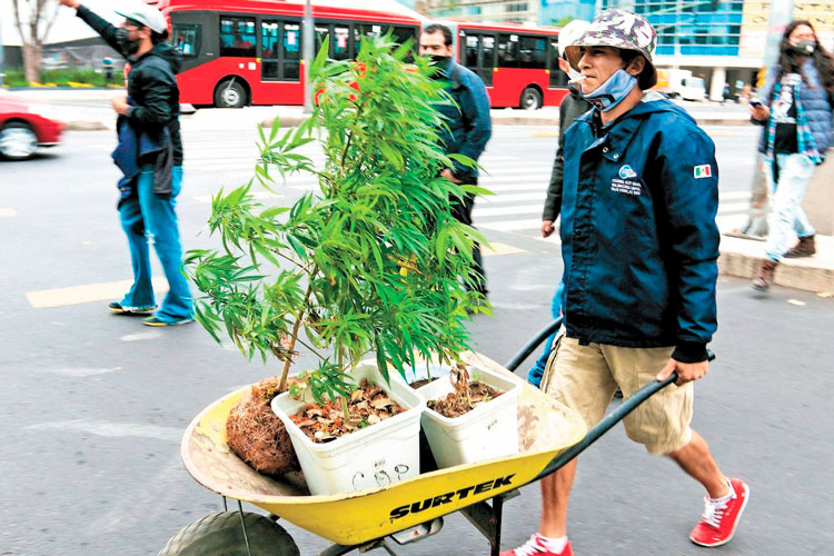 Divide opiniones ley sobre cannabis avalada en Senado