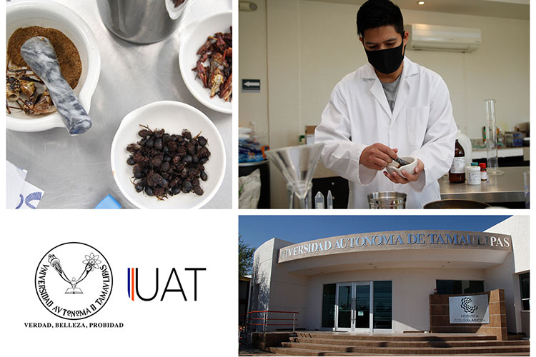 Explora la UAT proteínas en insectos para aplicaciones alimentarias