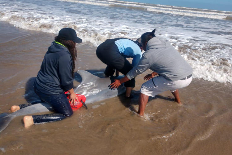 Ubican en Tampico a mujer con reporte de desaparecida en EU