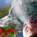 Dudas sobre impacto en el narcotráfico de legalización del cannabis
