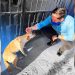 Maltrato animal será castigado: Mario Ramos