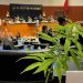 Diputados aprueban uso lúdico de la marihuana