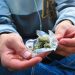 Senadores analizan pedir prórroga a la Corte para regular cannabis