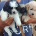 Cierran paso ‘lugares pirata’ para venta de mascotas