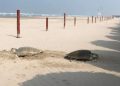 Tortugas Lora llegan a desovar a playa Miramar