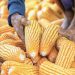 Precios altos de maíz ‘tiran’ productos de alimentos