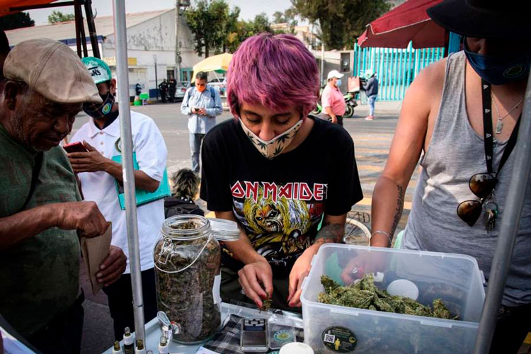 Actuaremos si uso lúdico de mariguana no es bueno para el país: AMLO